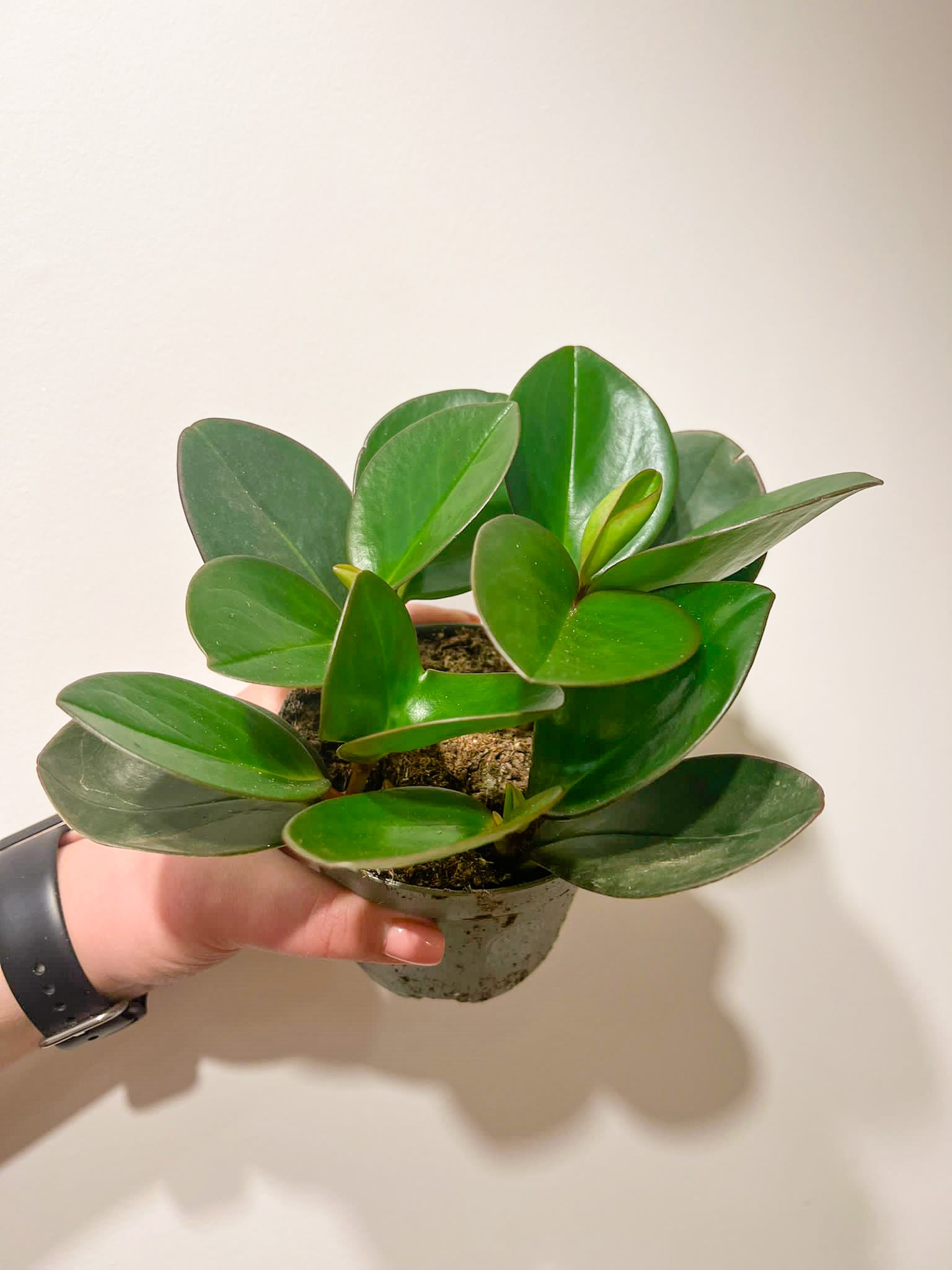 Peperomia obtusifolia