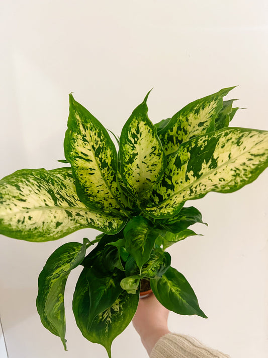 Dieffenbachia