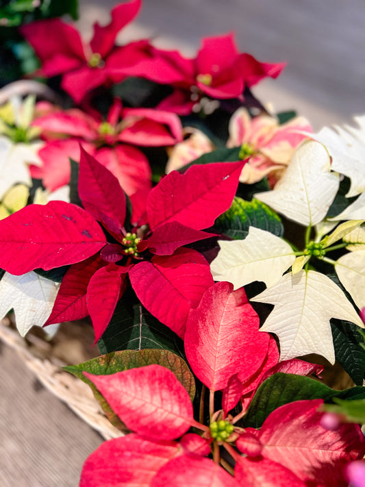 Euphorbia pulcherrima (Poinsettia)