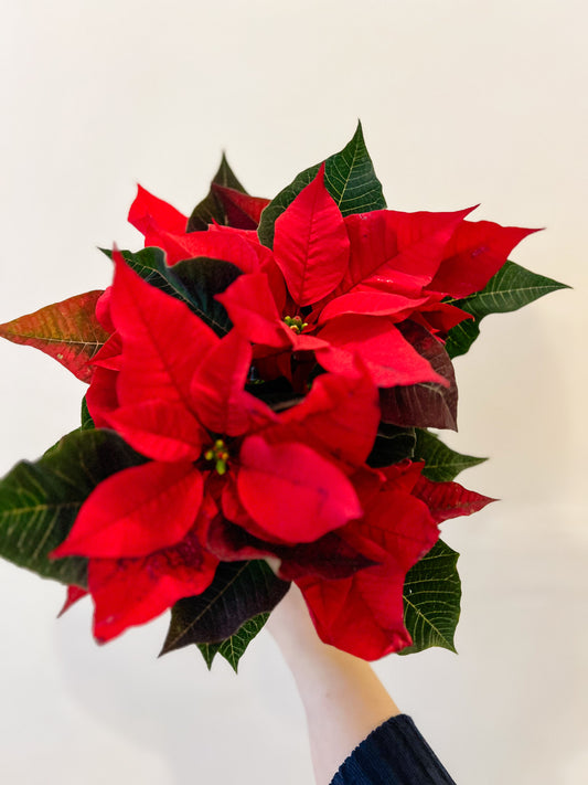 Euphorbia pulcherrima (Poinsettia)