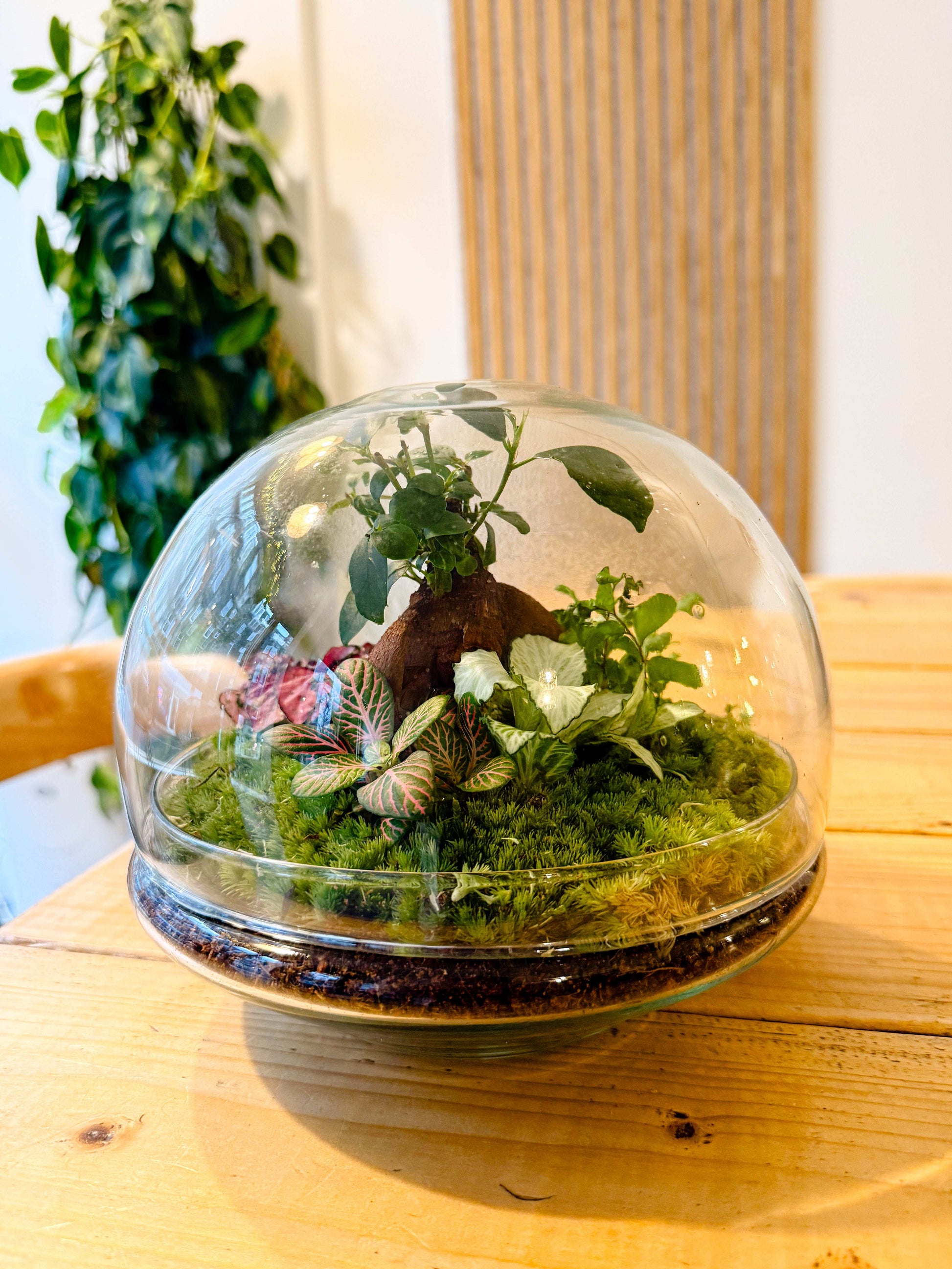 Terrarium Workshop - Closed Sphere - 9th March 2025