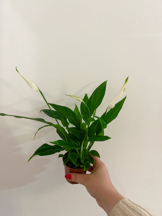 Spathiphyllum (Peace Lily)