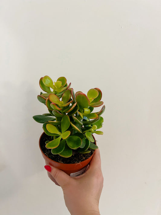 Crassula ovata Sunset