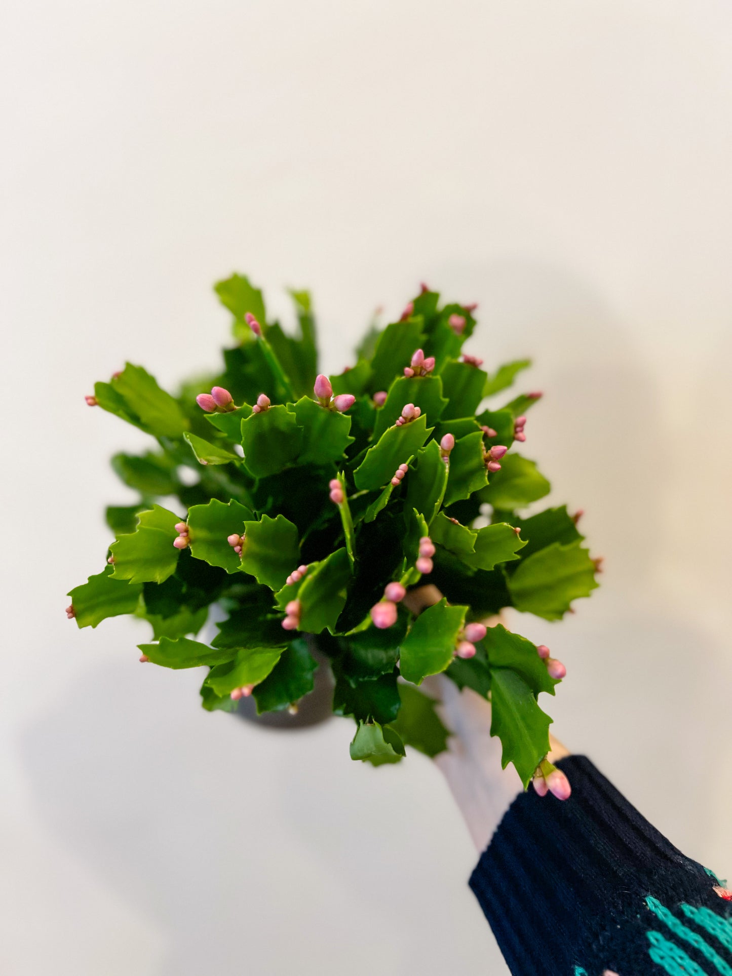 Schlumbergera (Christmas Cactus)