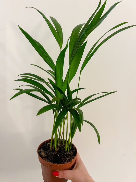 Dypsis Lutescens (Areca Palm)