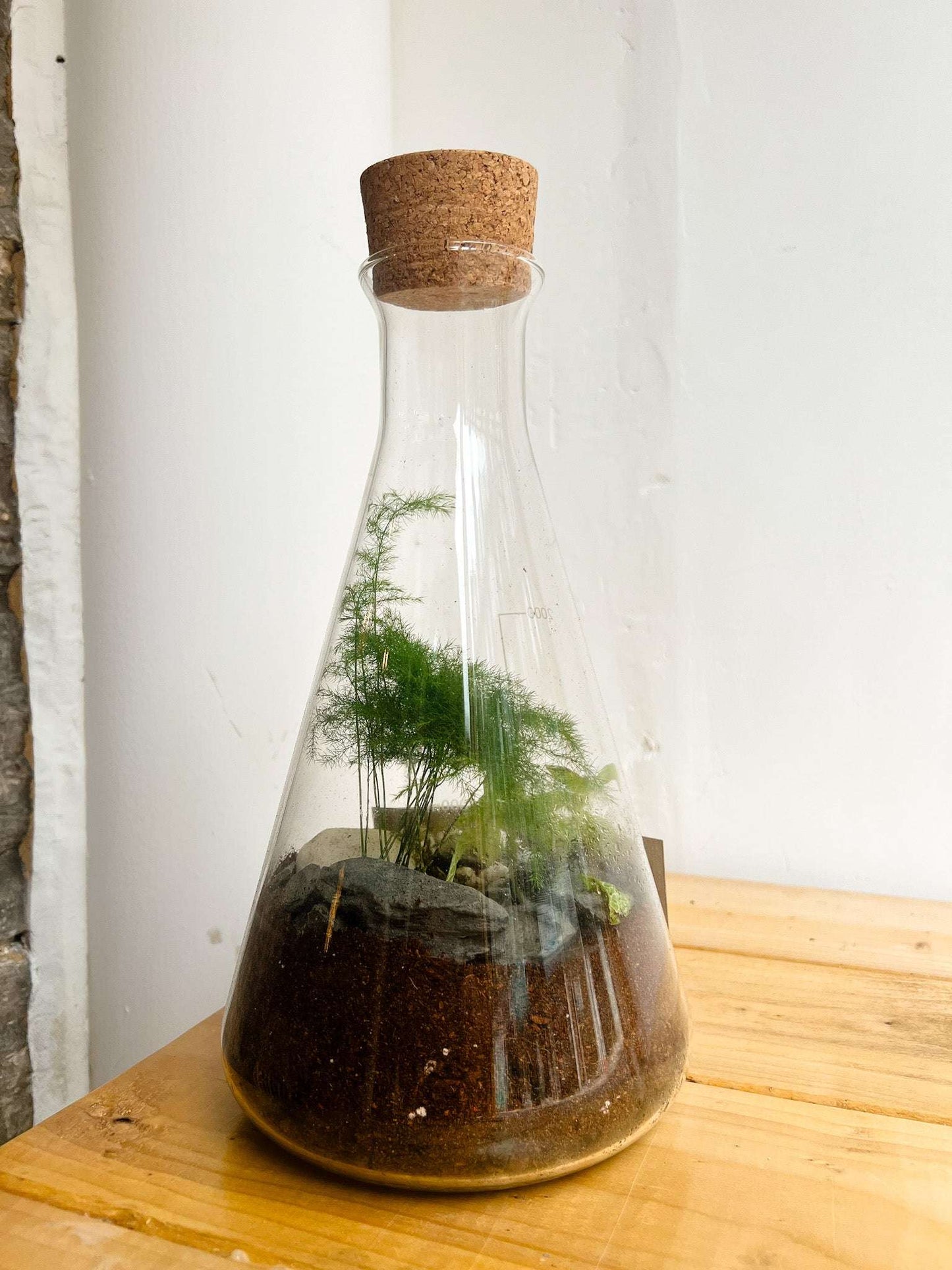 Conical Flask Terrarium