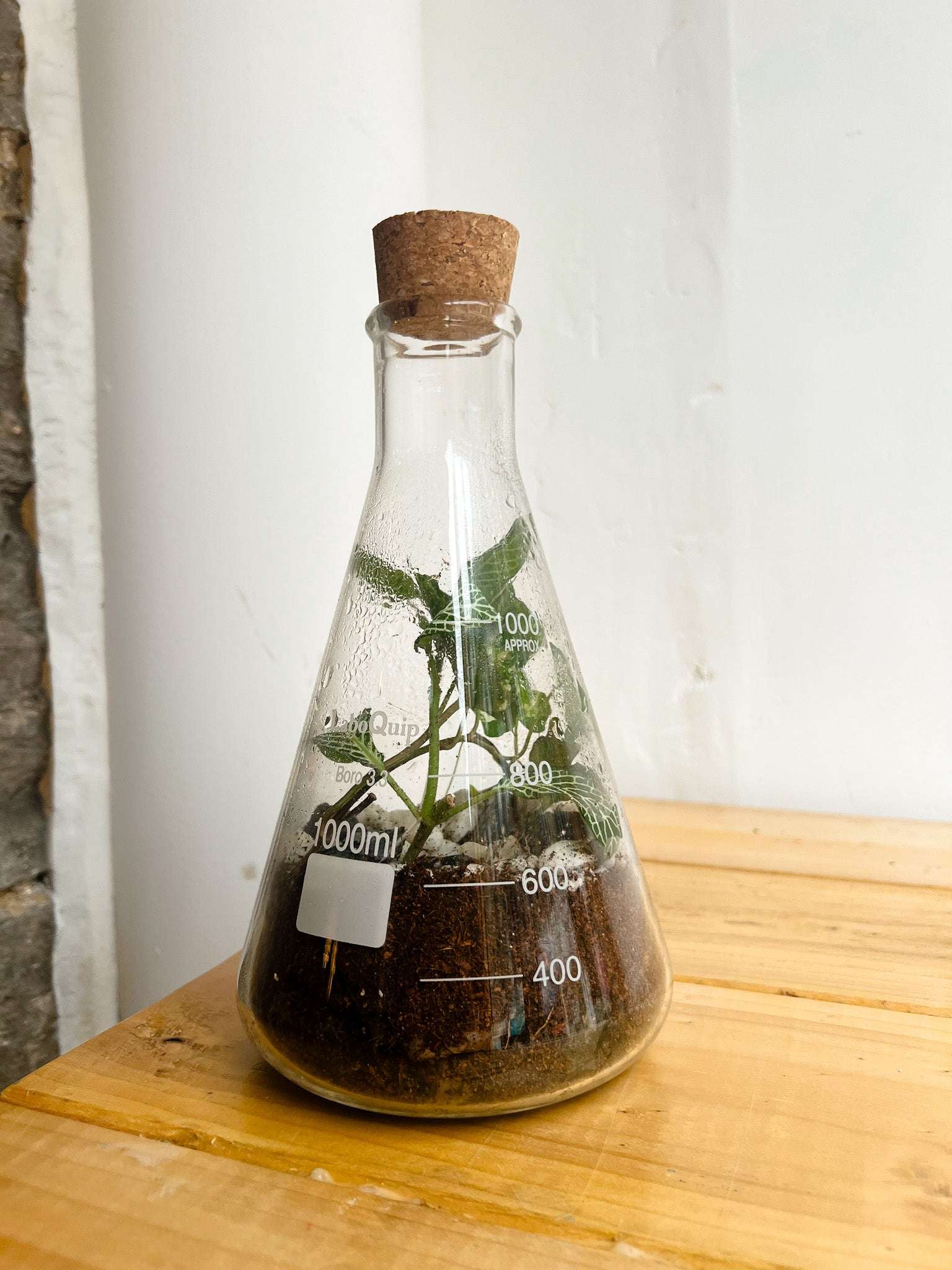 Conical Flask Terrarium