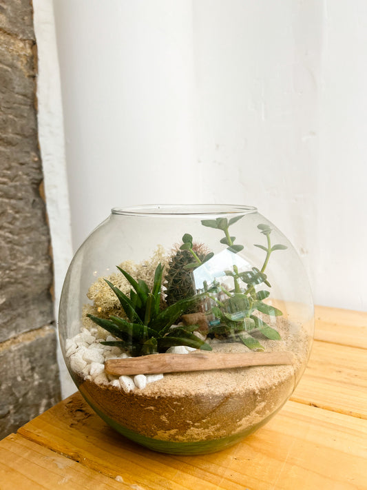 Terrarium Workshop - Large Desert Fishbowl - 2nd November 2024