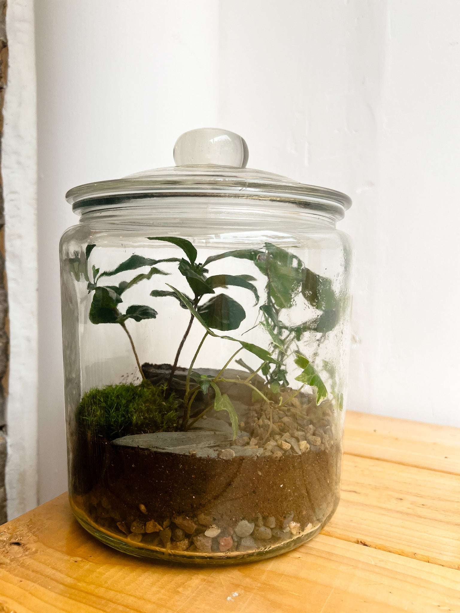 Sweetie Jar Terrarium