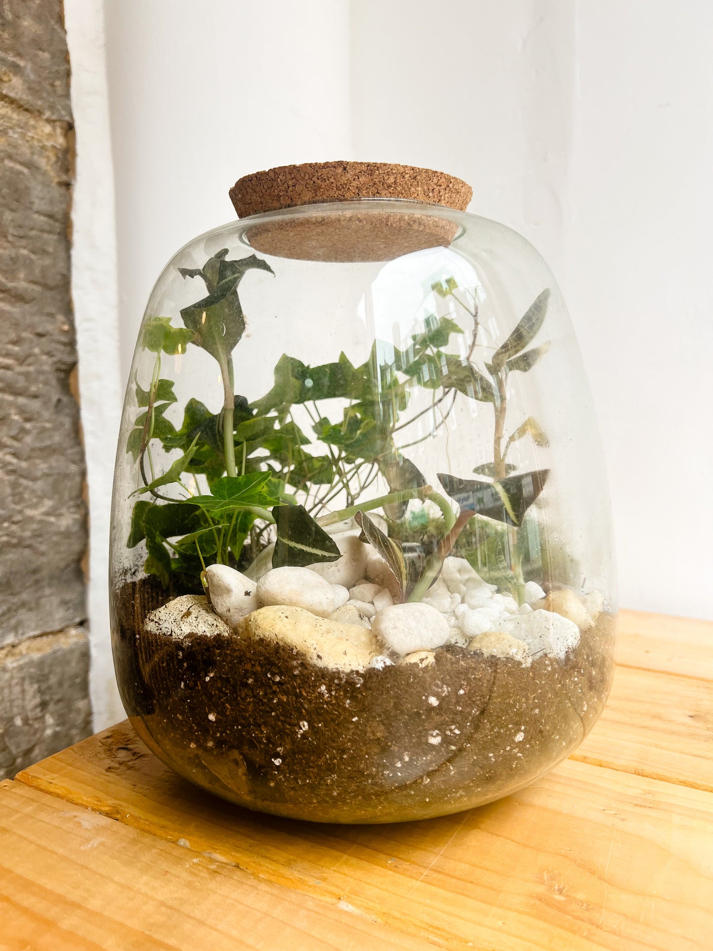 Dome Terrarium with Rare Jewel Orchids