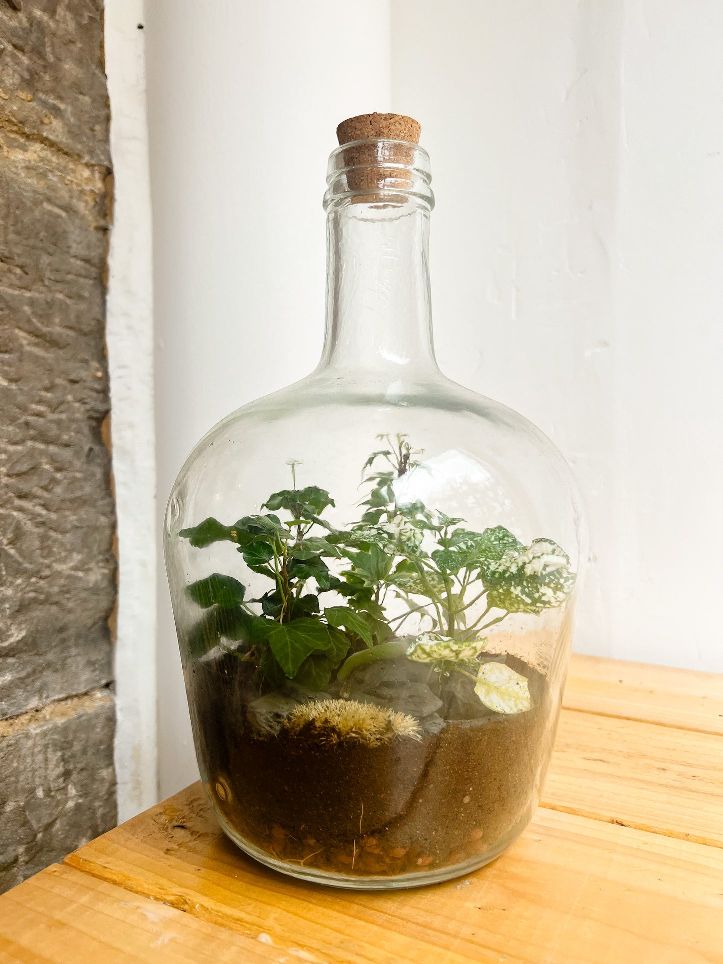 Demijohn Terrarium