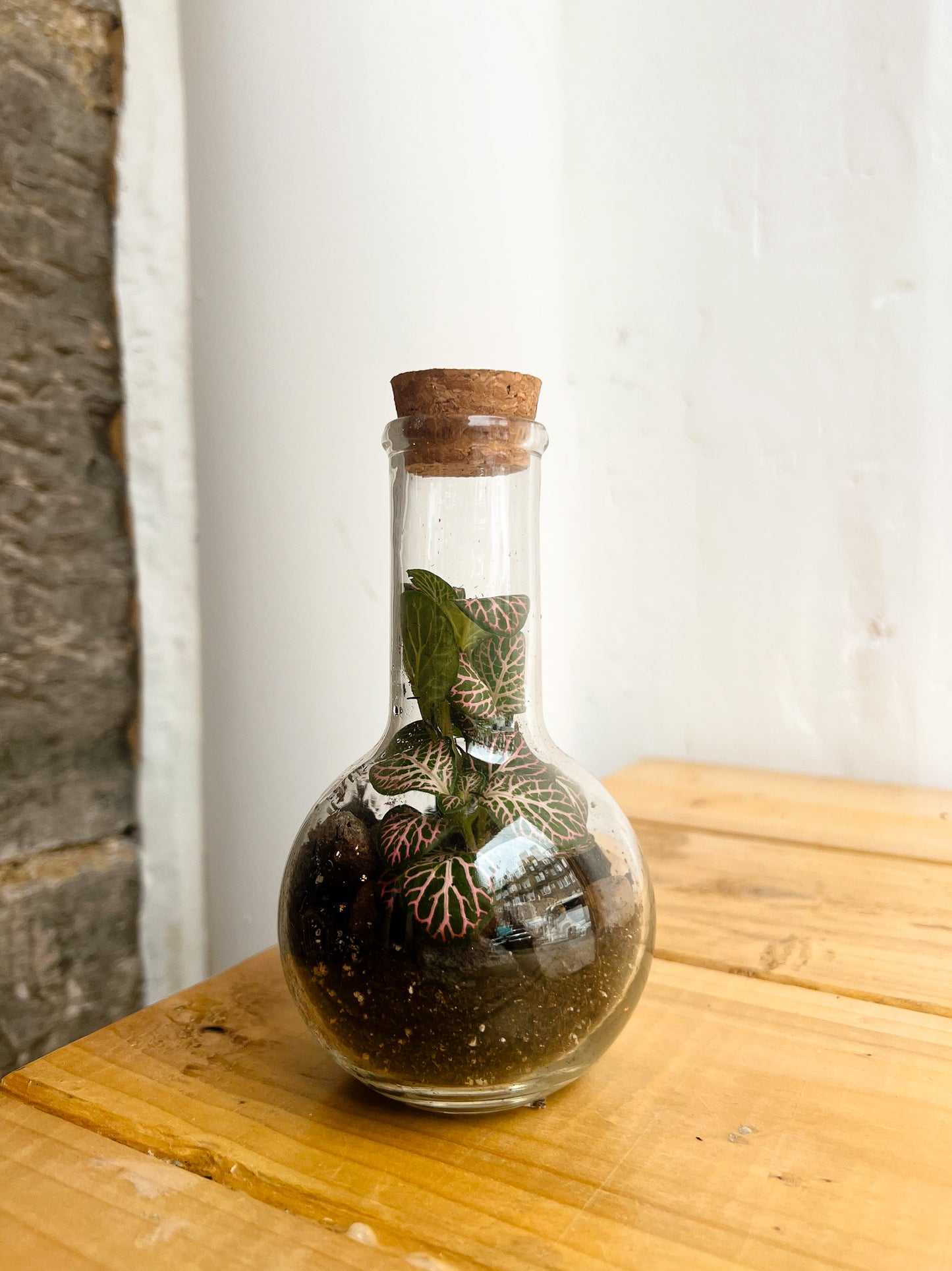 Baby Boiler Flask Terrarium