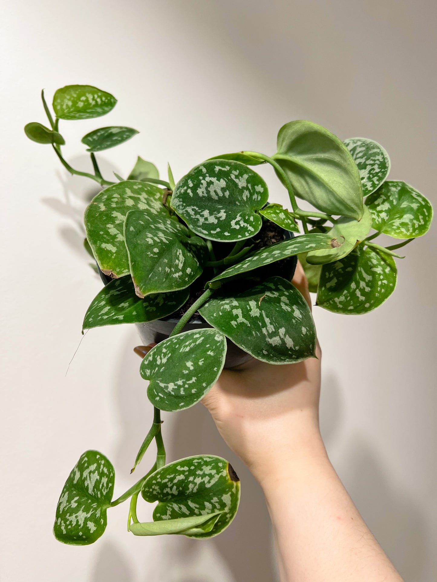 Scindapsus pictus (Satin Pothos)