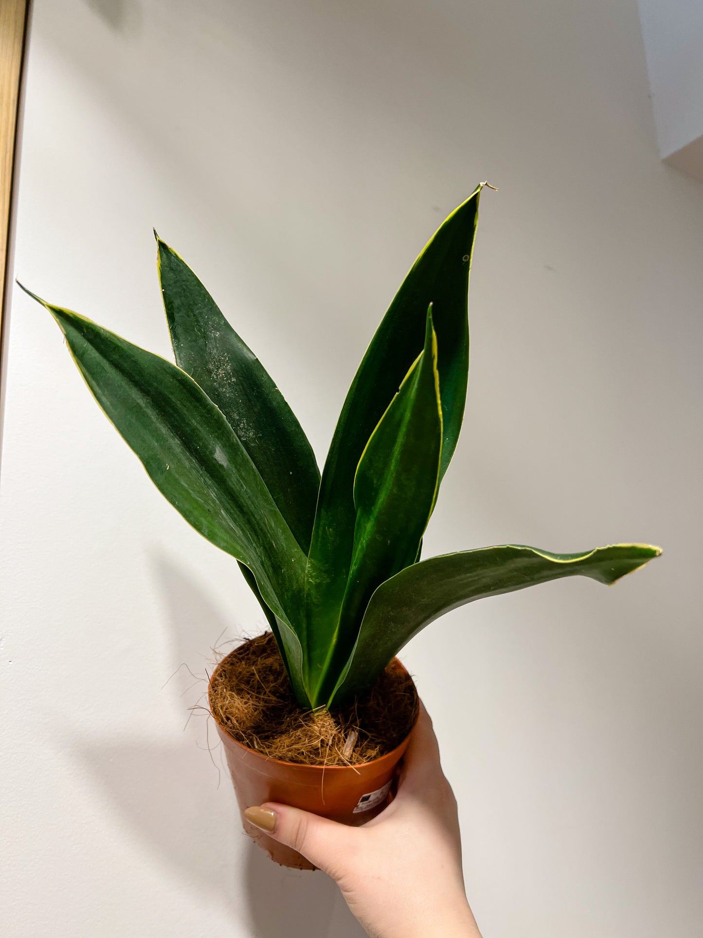 Sansevieria trifisciata Futura Superba