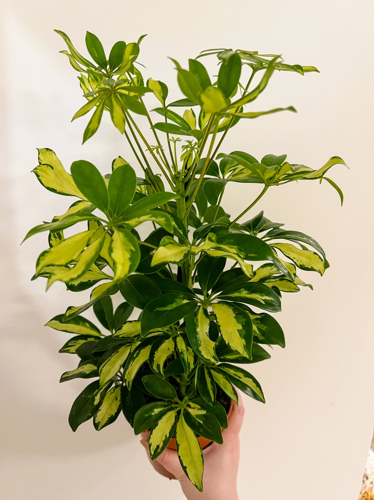 Schefflera Gerda