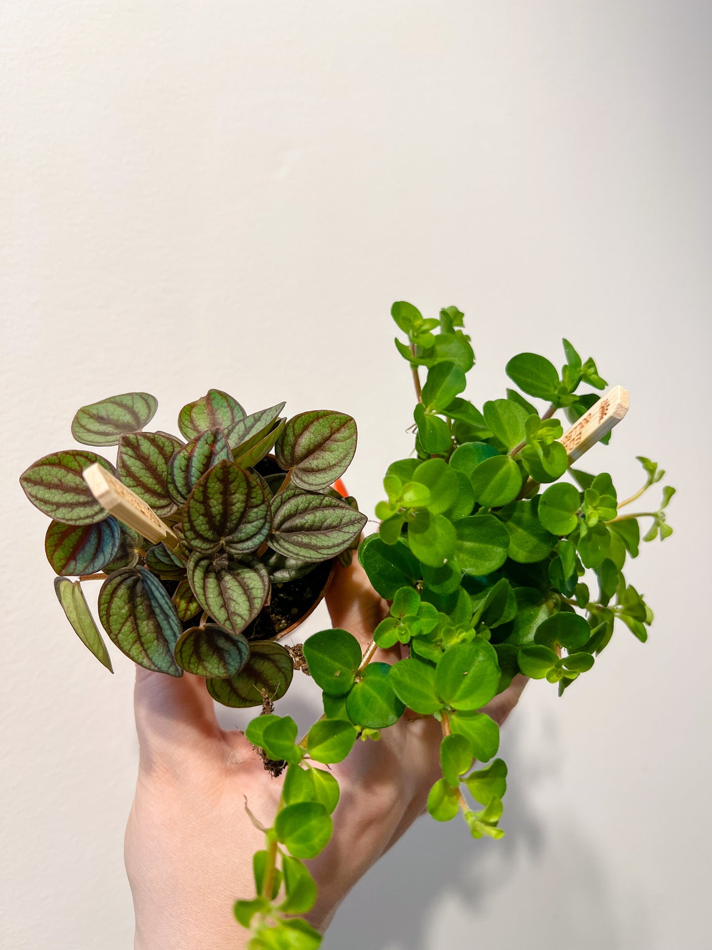 Mini peperomia 5.5cm