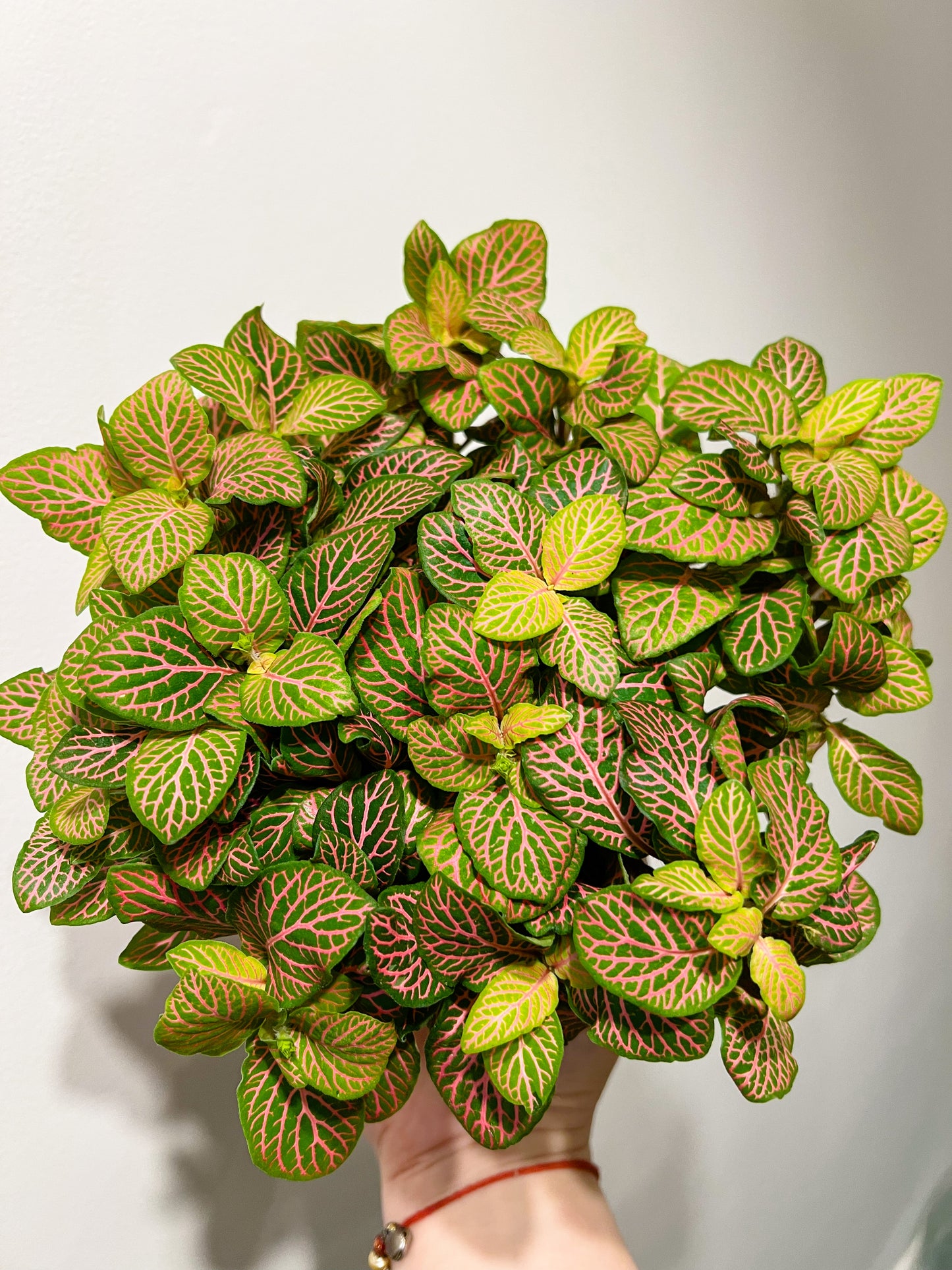 Fittonia (Nerve plant)