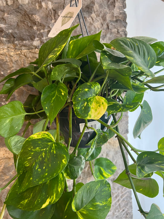 Epipremnum aureum (Pothos)