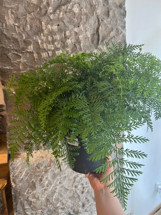 Asplenium parvati (Mother Fern)