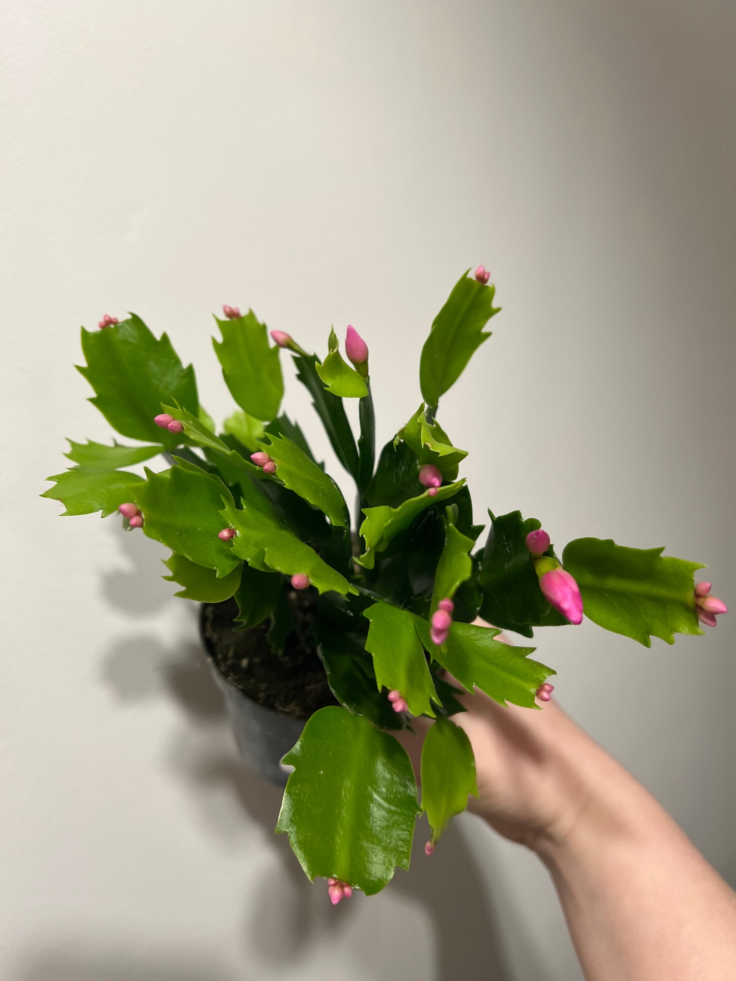 Schlumbergera (Christmas Cactus)