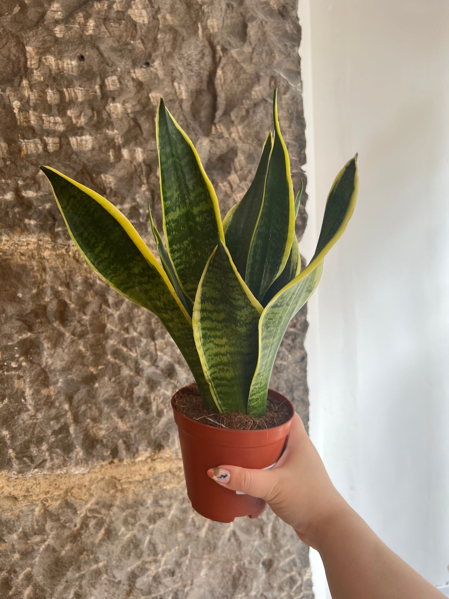 Sansevieria trifisciata Futura Superba