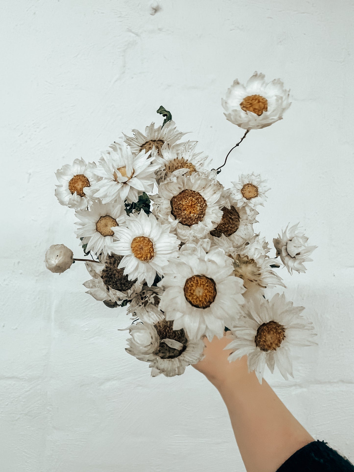 Preserved Rhodanthe bunch (daisies)