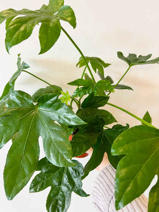 Fatsia japonica