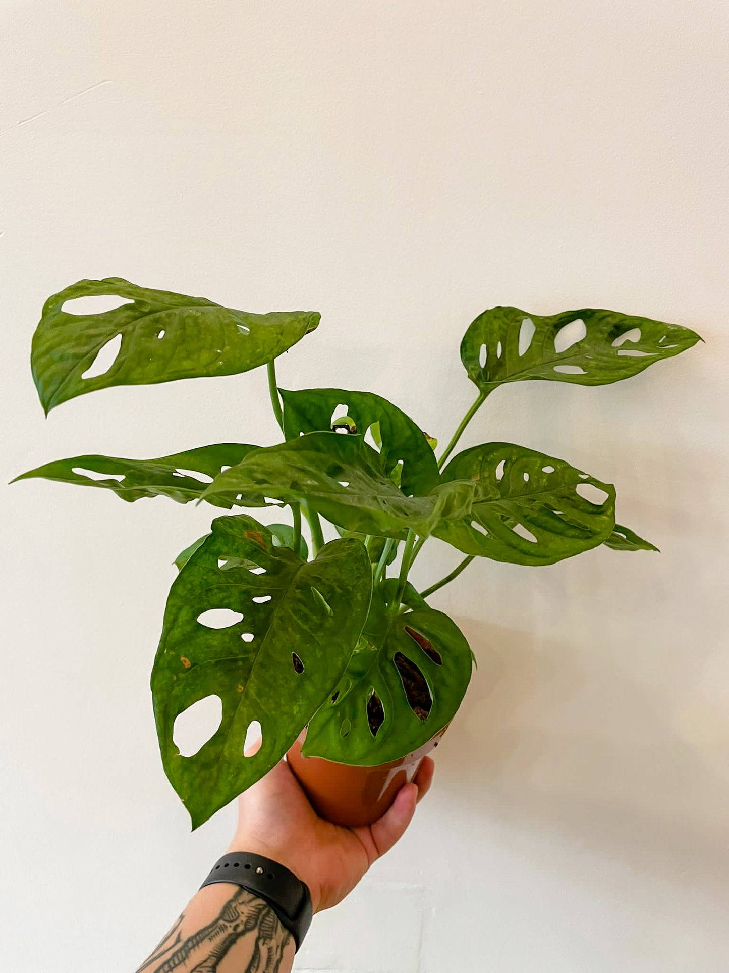 Monstera obliqua (Monkey Leaf)