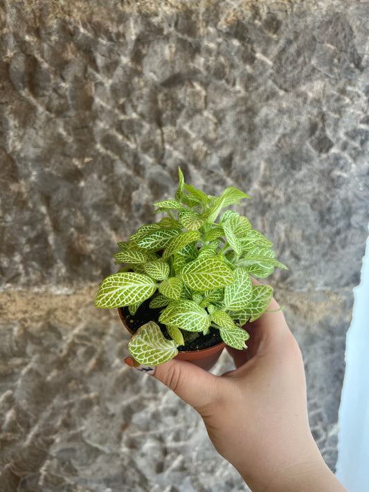 Fittonia (Nerve plant)