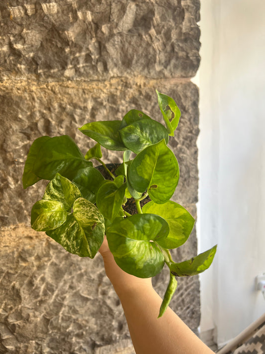 Epipremnum aureum (Pothos)