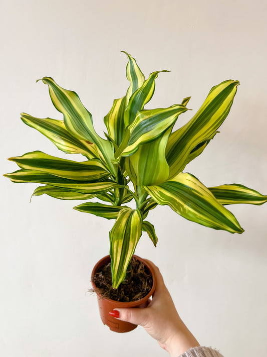 Dracaena Yellow Coast (Dragon Tree)