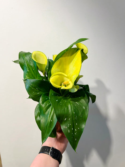 Zantedeschia (Calla Lily)