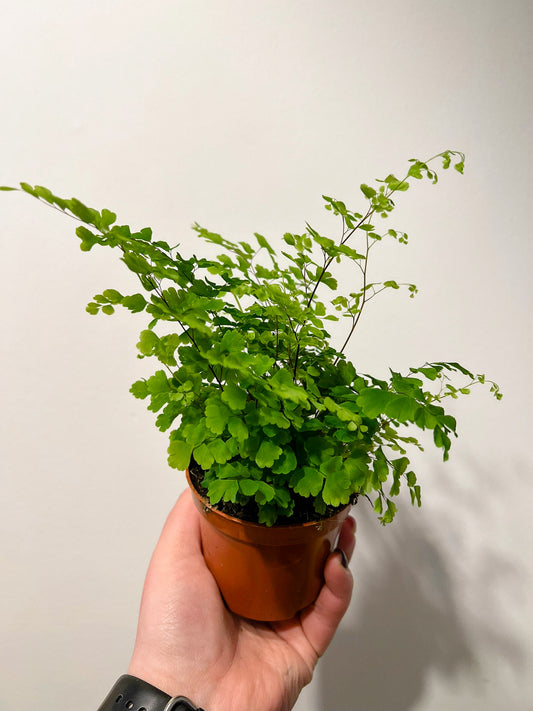 Adiantum raddianum Fritz-Luthi (Maidenhair fern)