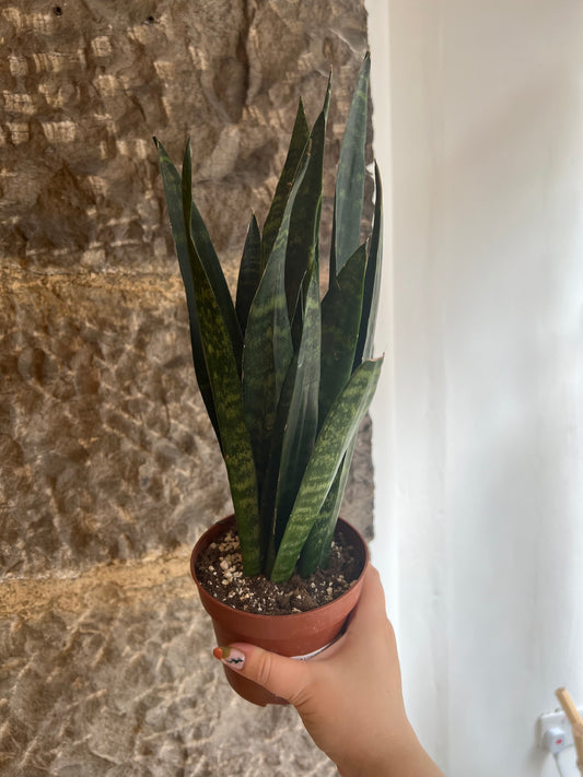 Sansevieria trifisciata Black Coral