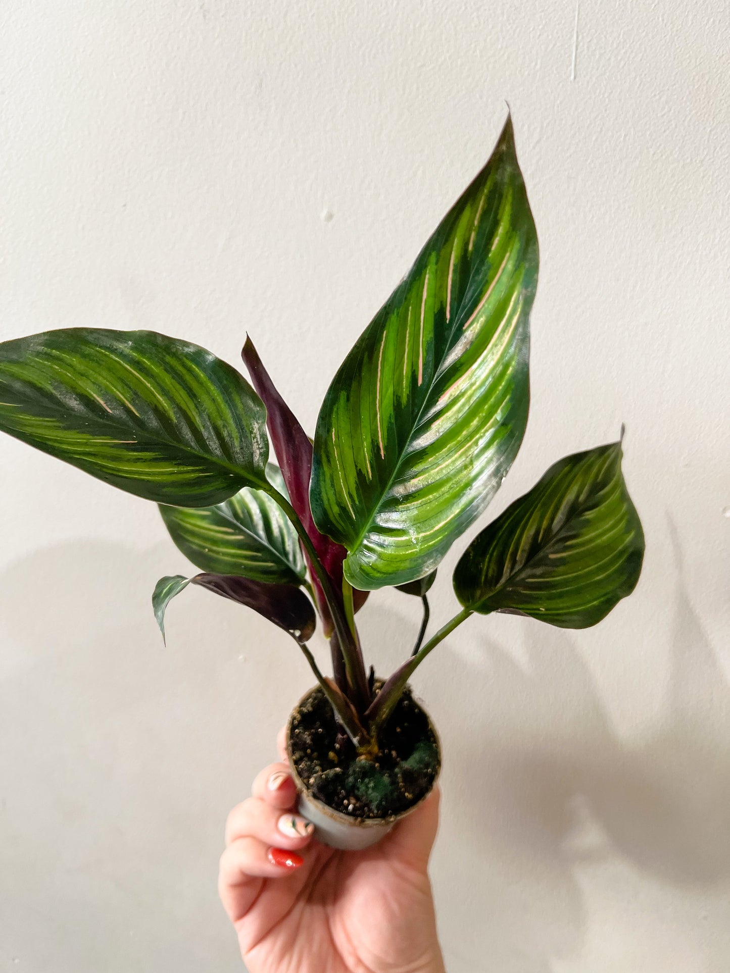 Mini Calathea