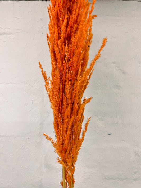 Pampas bunch (3 stems)- orange 110cm