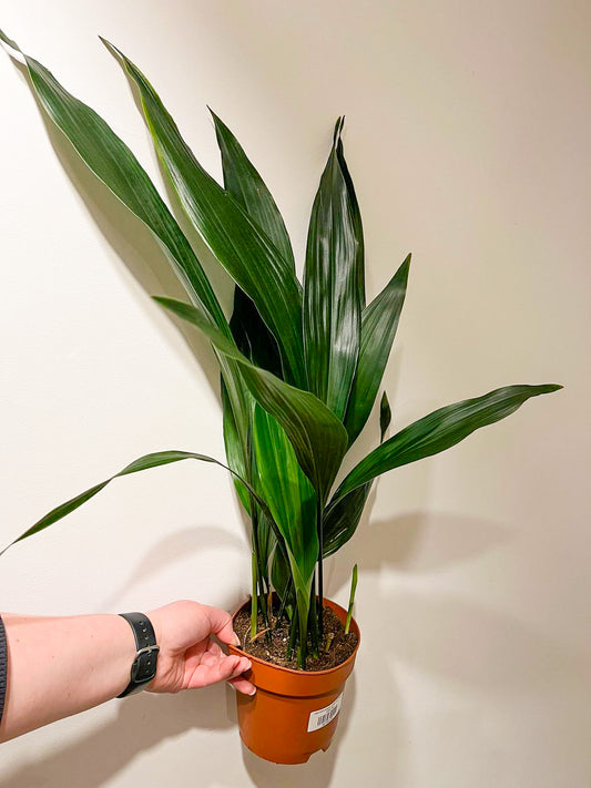 Aspidistra eliator (Cast Iron Plant)