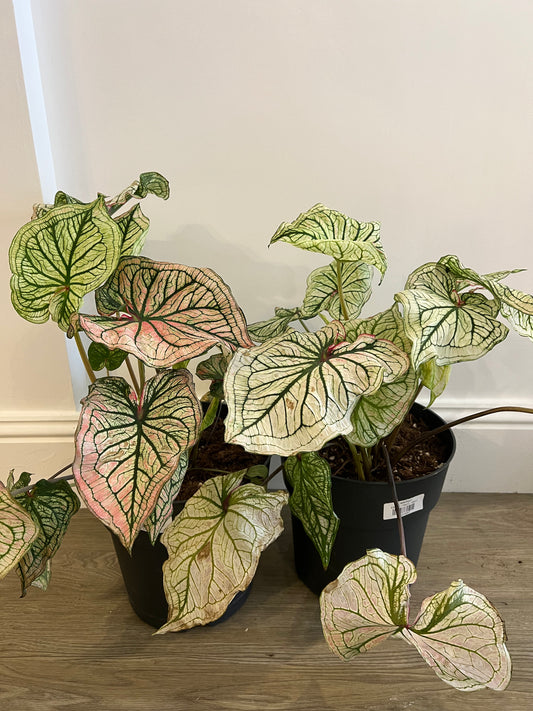 Caladium