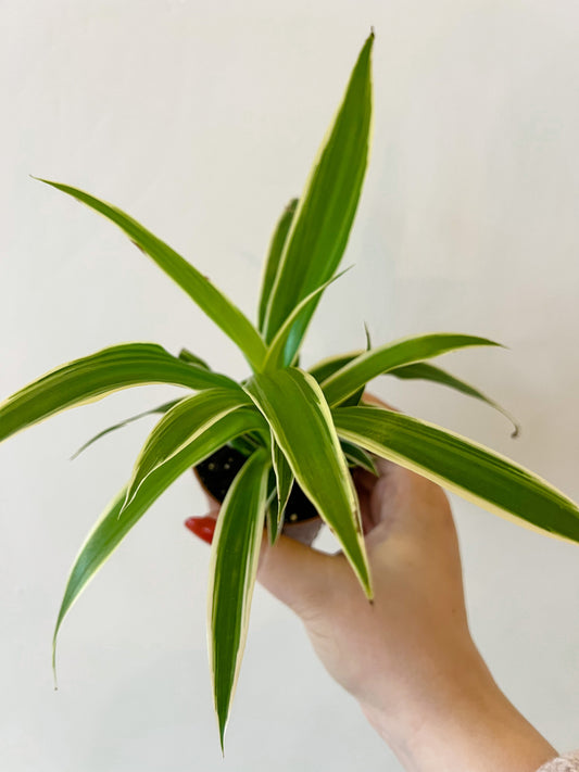 Chlorophytum comosum (Spider Plant)