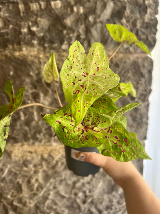 Caladium