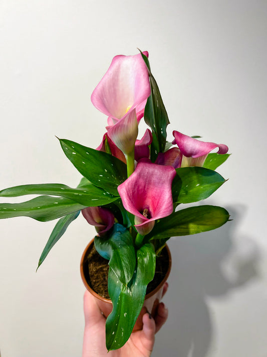 Zantedeschia (Calla Lily)