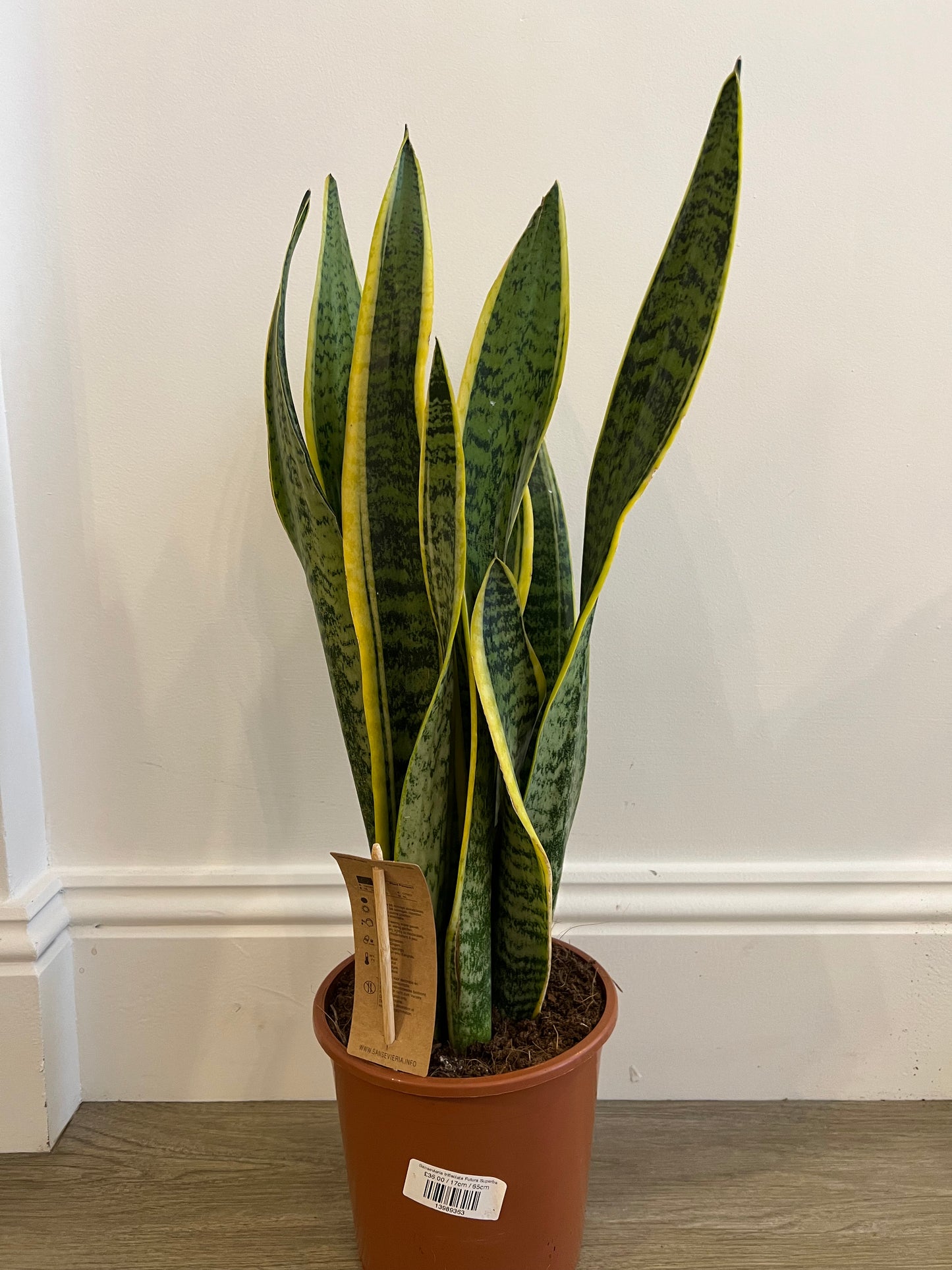 Sansevieria trifisciata Futura Superba