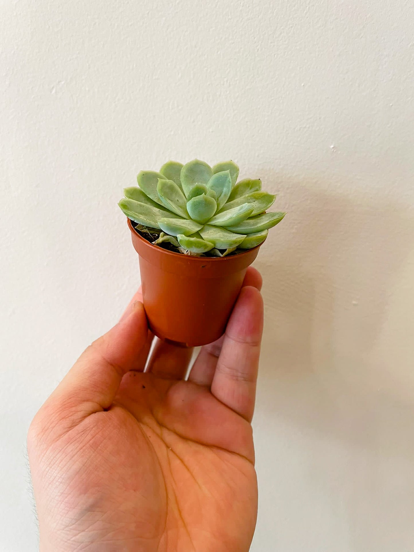 Mini Succulent