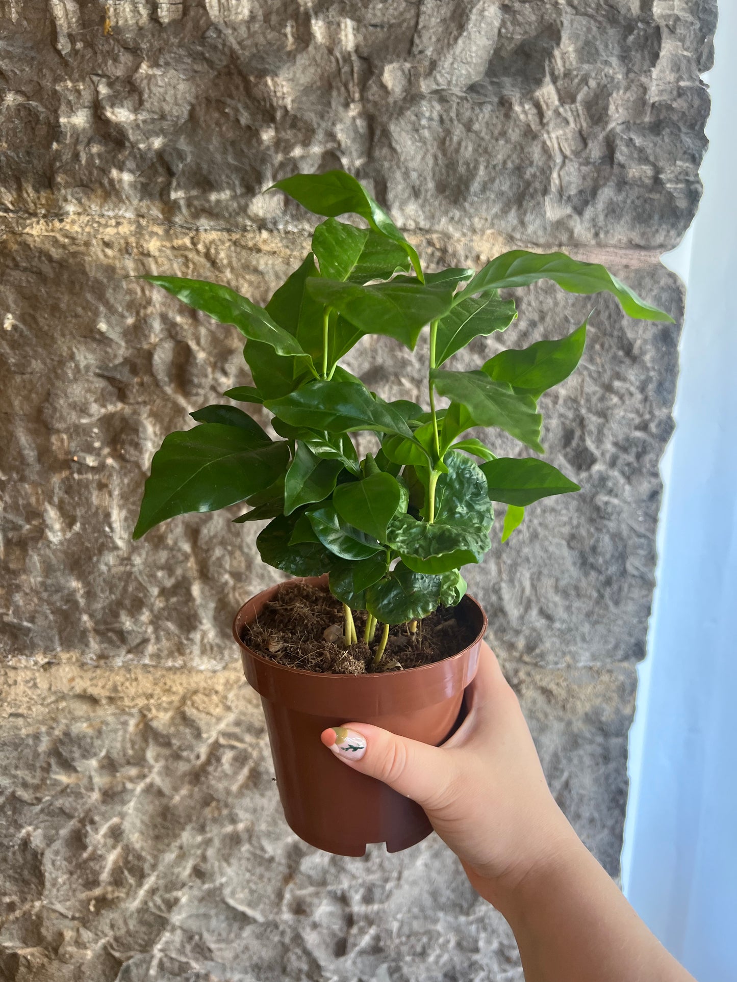 Coffea arabica (Coffee plant)