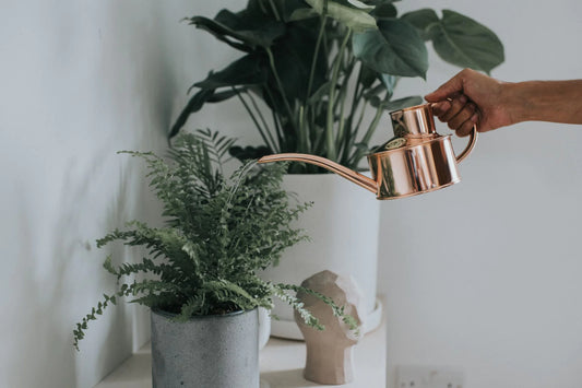 Fazely Flow Copper Watering Can - One Pint